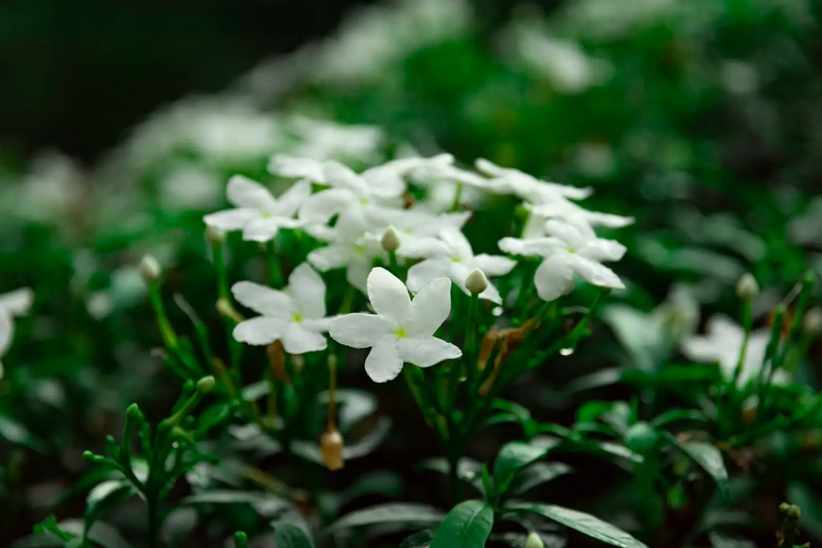 variegated star jasmine ladder trellis