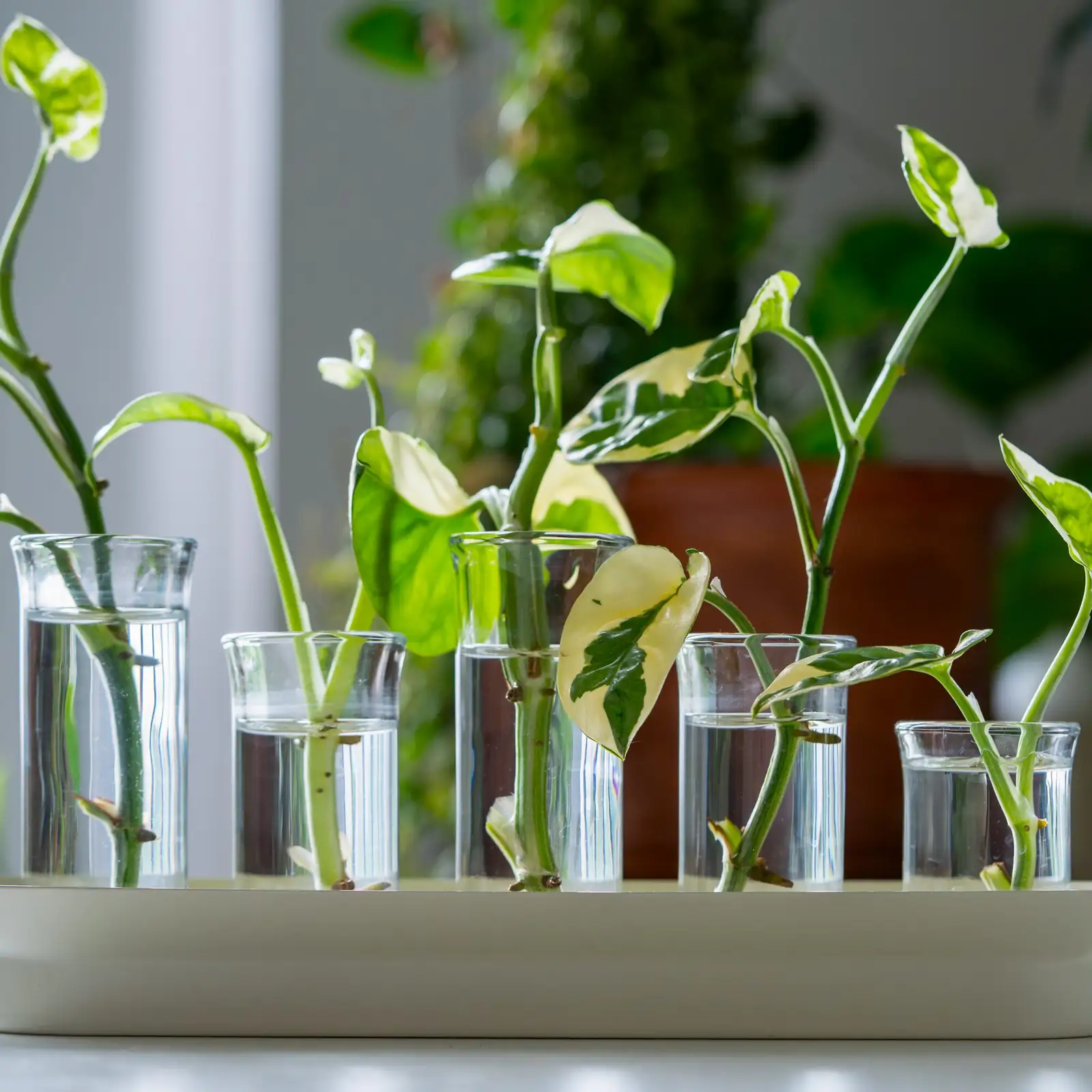 variegated star jasmine cuttings in glass