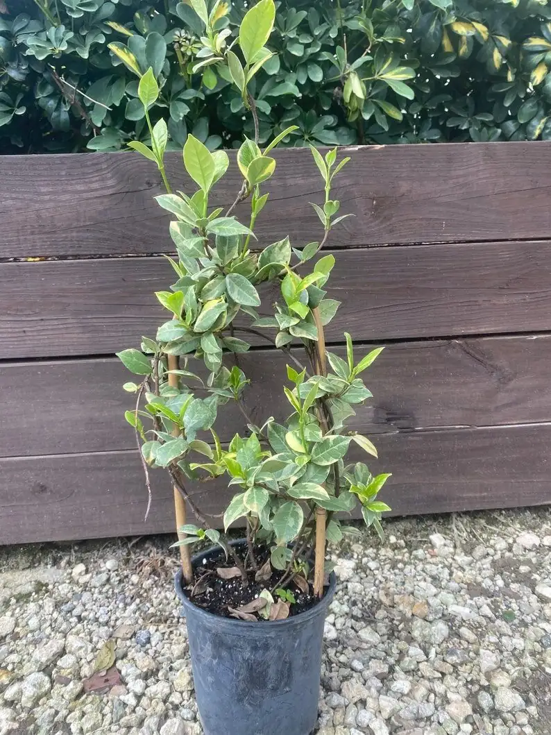 variegated star jasmine hoop trellis window
