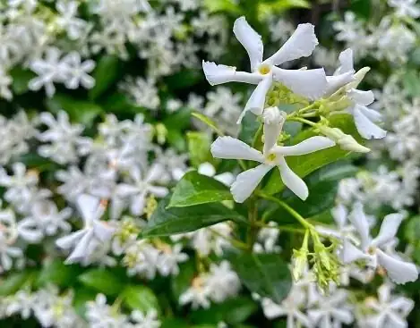 Cuttings That Don’t Quit: A Step-by-Step Propagation Lab for Variegated Star Jasmine