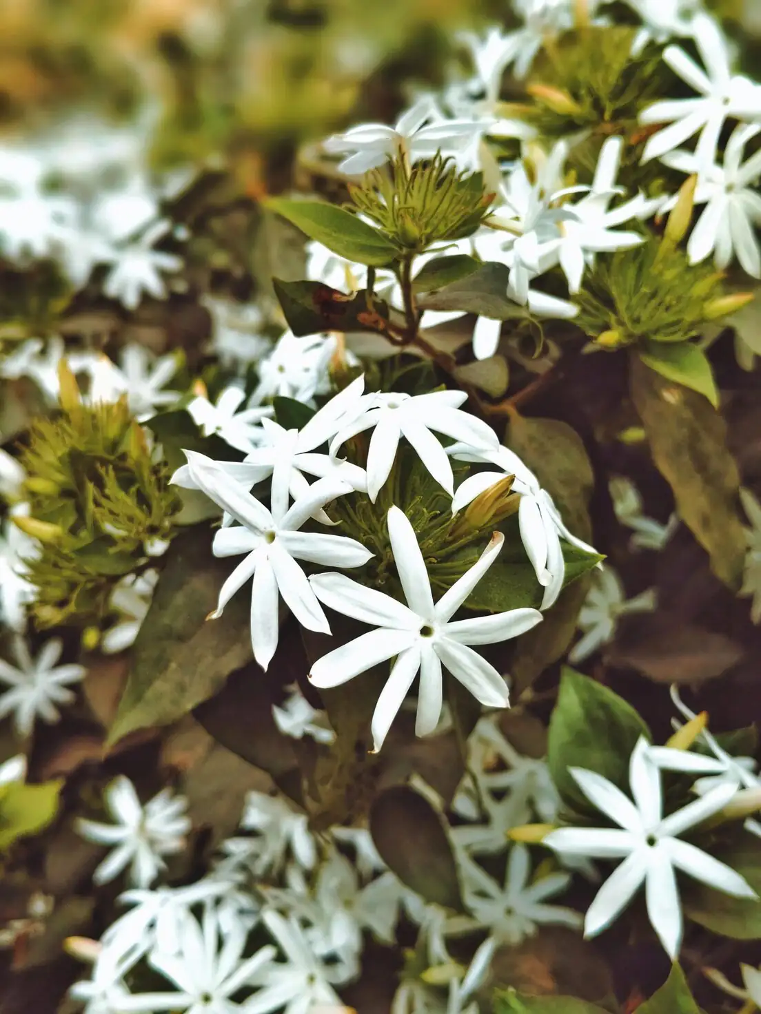 variegated star jasmine on small trellis