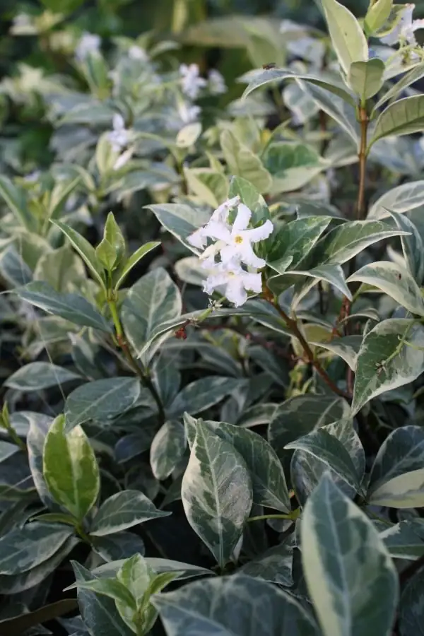 variegated star jasmine leaf and flower close-up