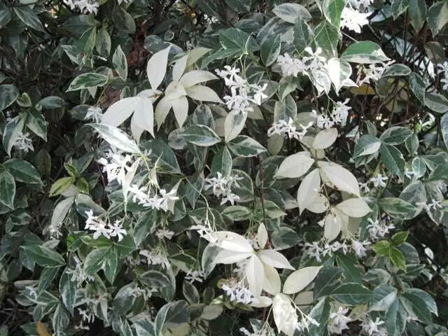 variegated star jasmine hanging basket