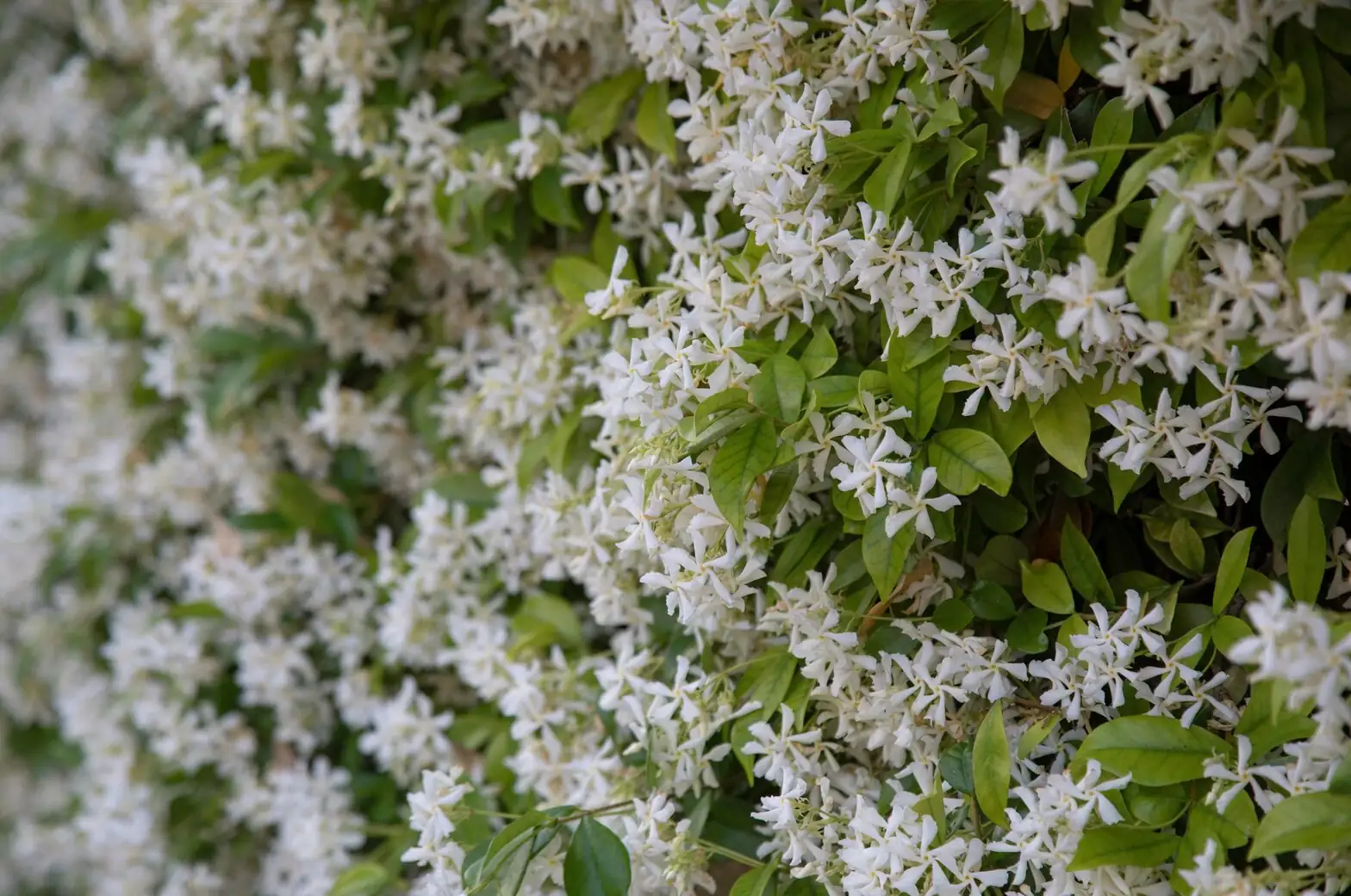 variegated star jasmine hydroponic glass vase