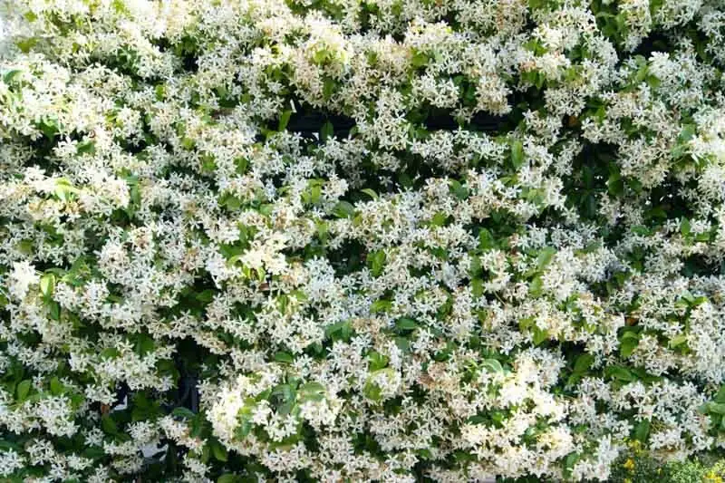 Can You Coax It to Flower Indoors? Realistic Hacks for That Summer Star Scent