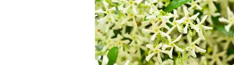 variegated star jasmine south window