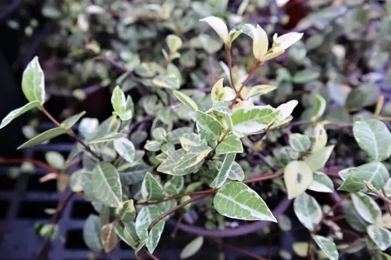 variegated star jasmine water culture vase