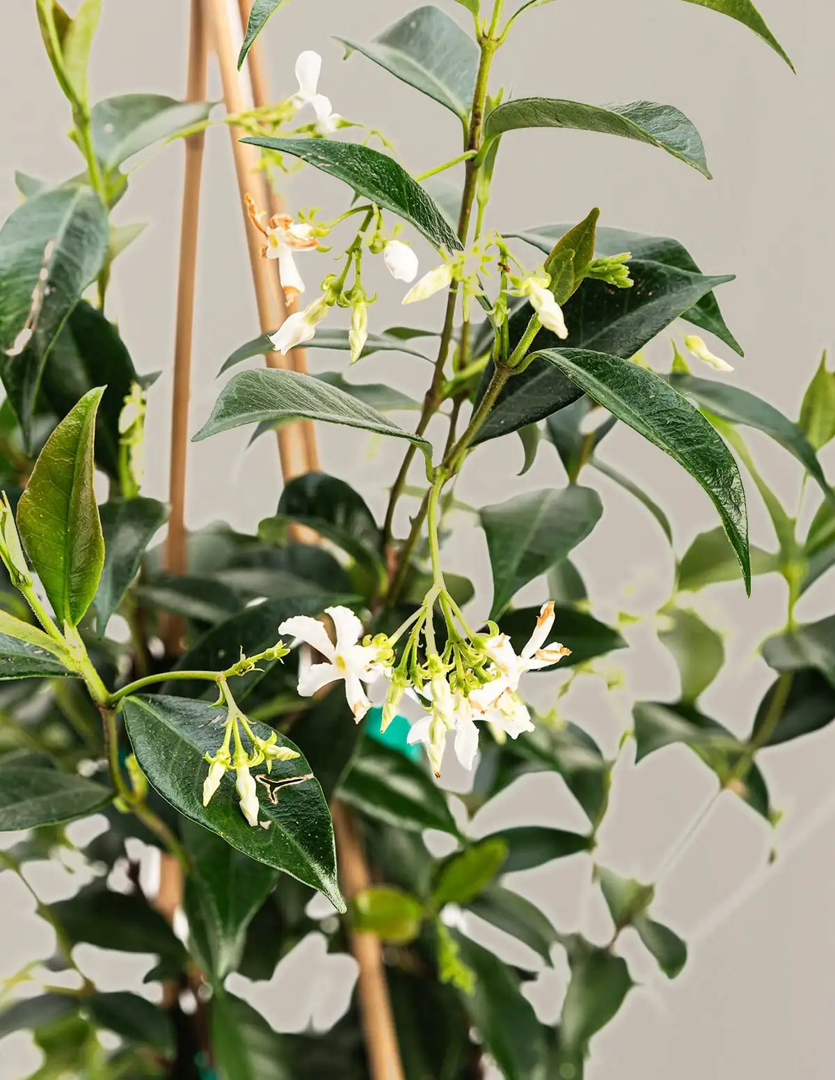variegated star jasmine bright window sill