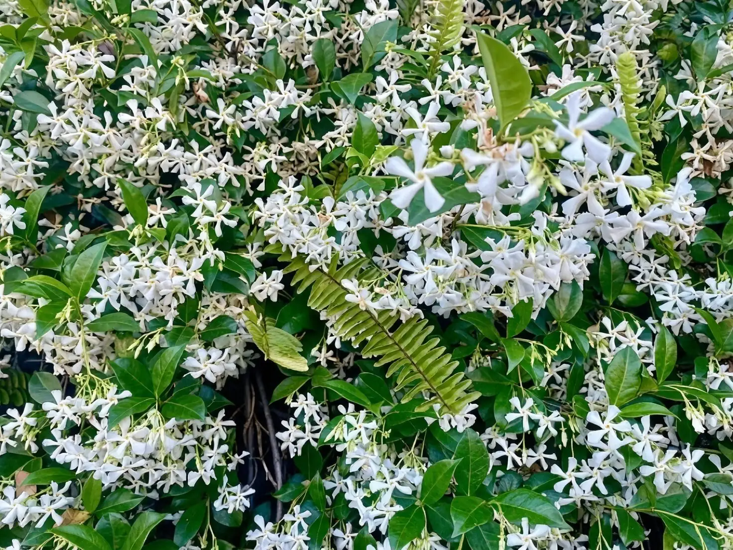 variegated star jasmine repotting hands