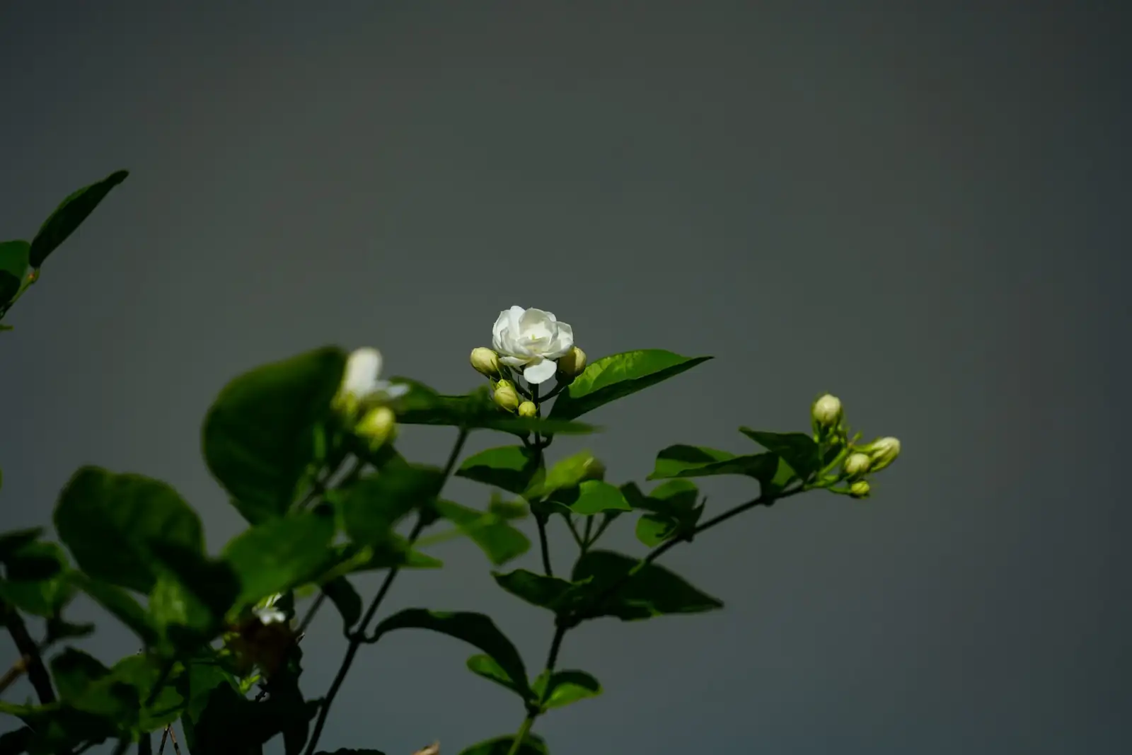 variegated star jasmine tip cuttings rooting