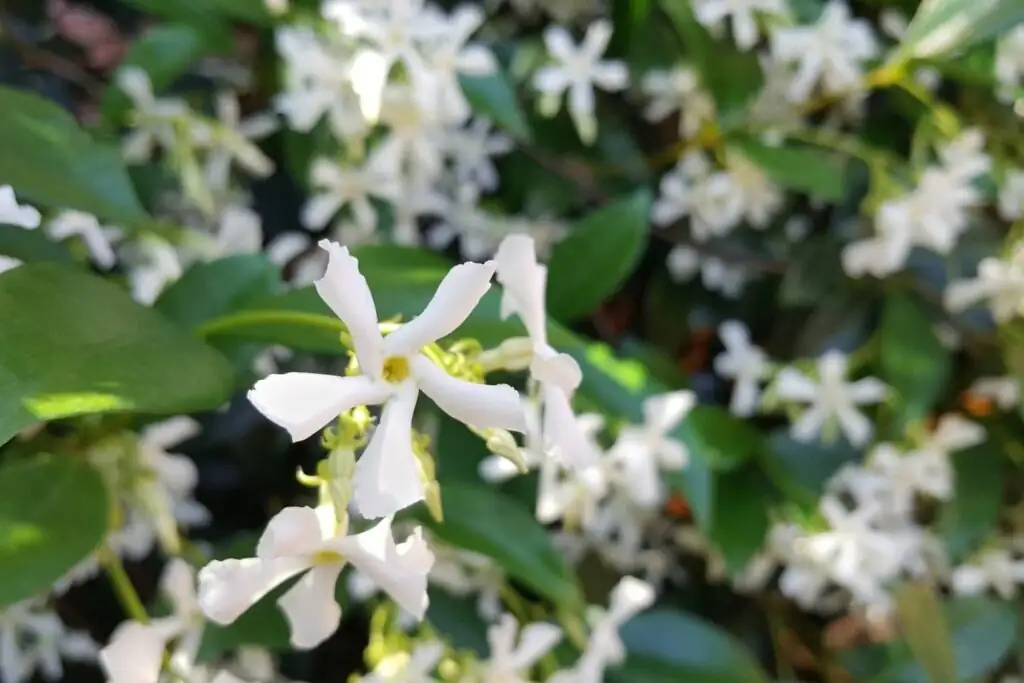 variegated star jasmine white flowers close-up