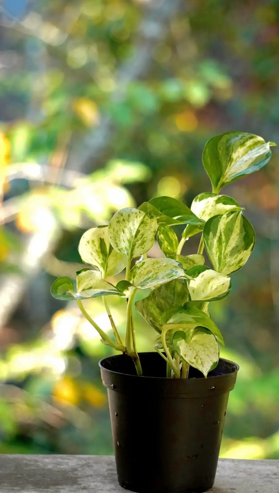 Trellis Topiary 101: Pinching, Training, and a 3-Year Rejuvenation Cut Without Fear