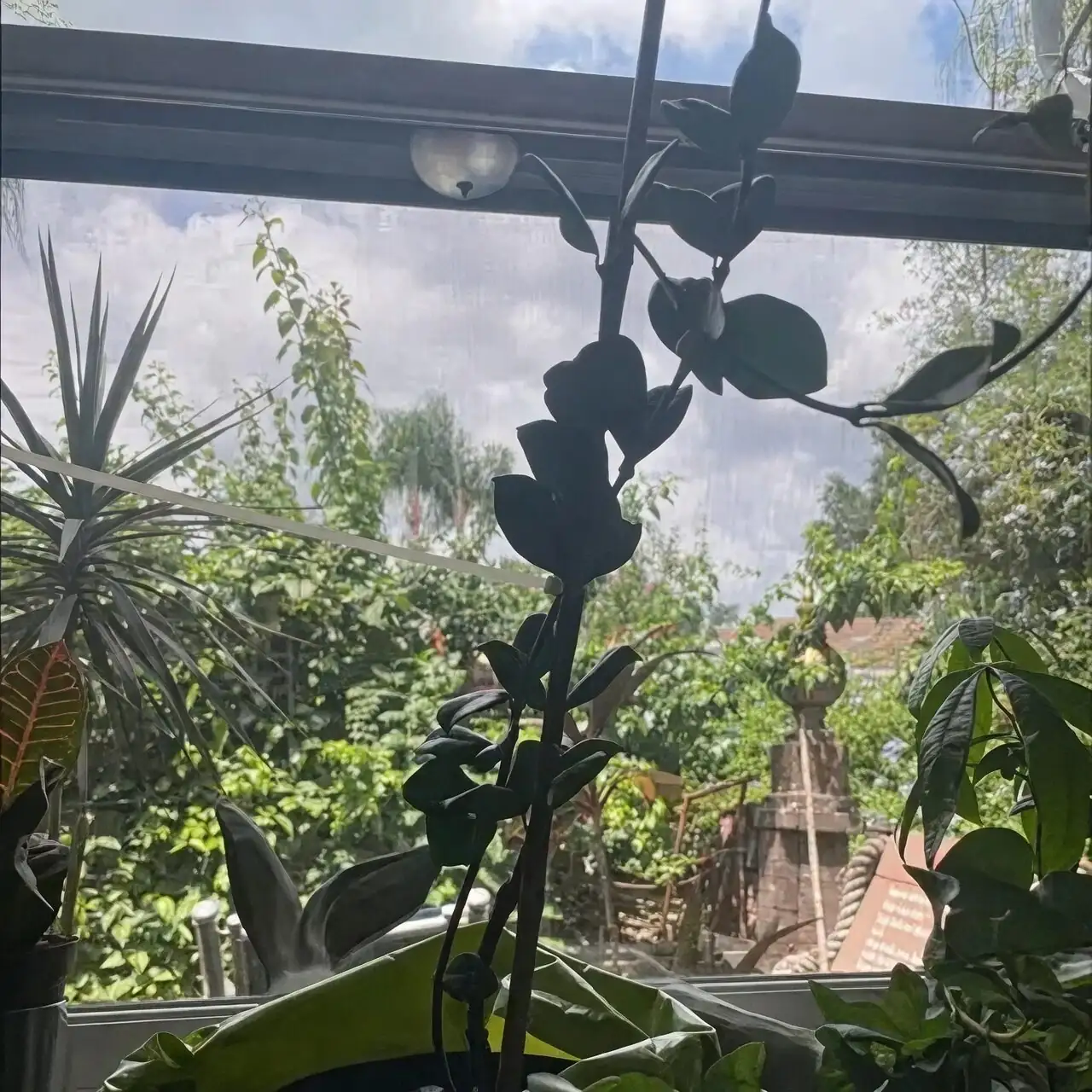 variegated star jasmine south window