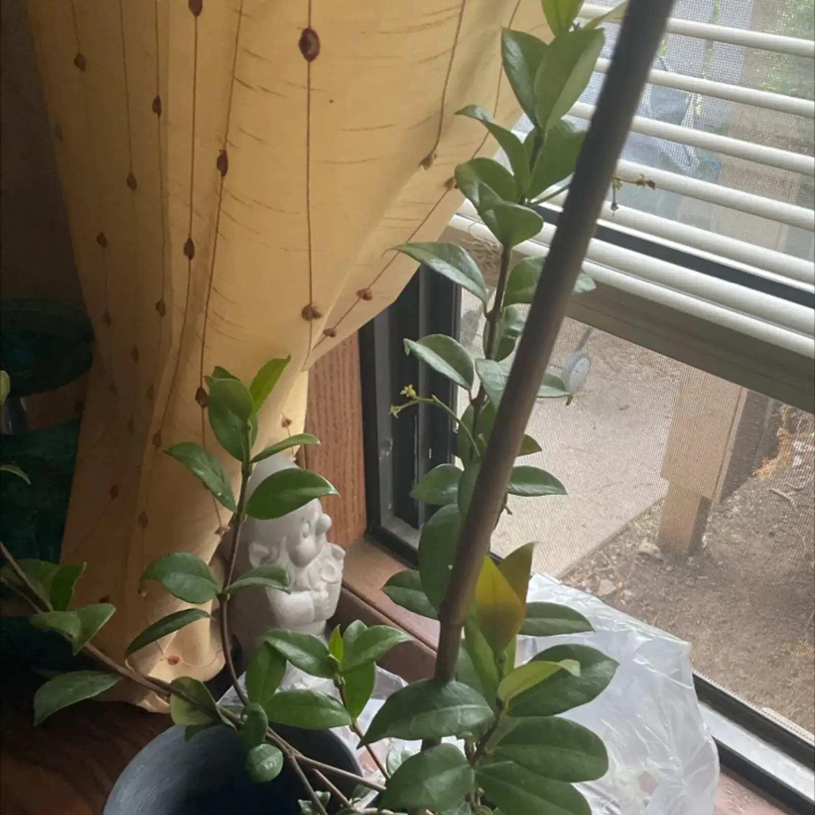 variegated star jasmine window light