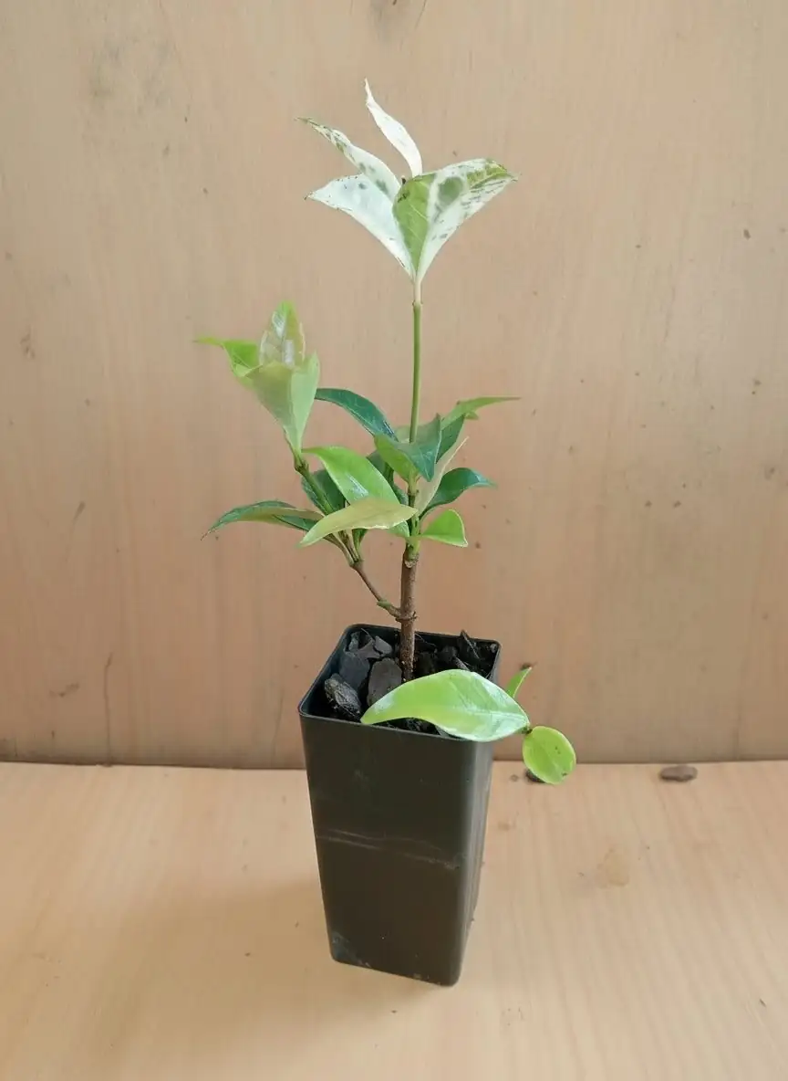 variegated star jasmine pruning green stem
