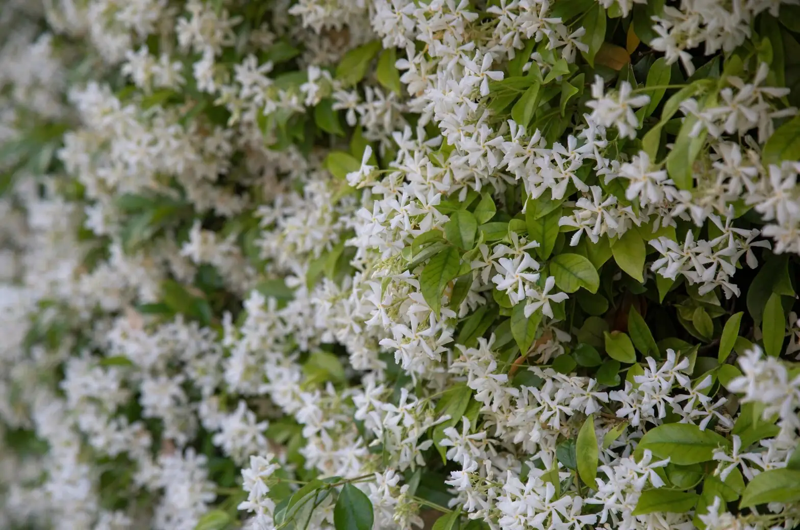 variegated star jasmine cuttings in water