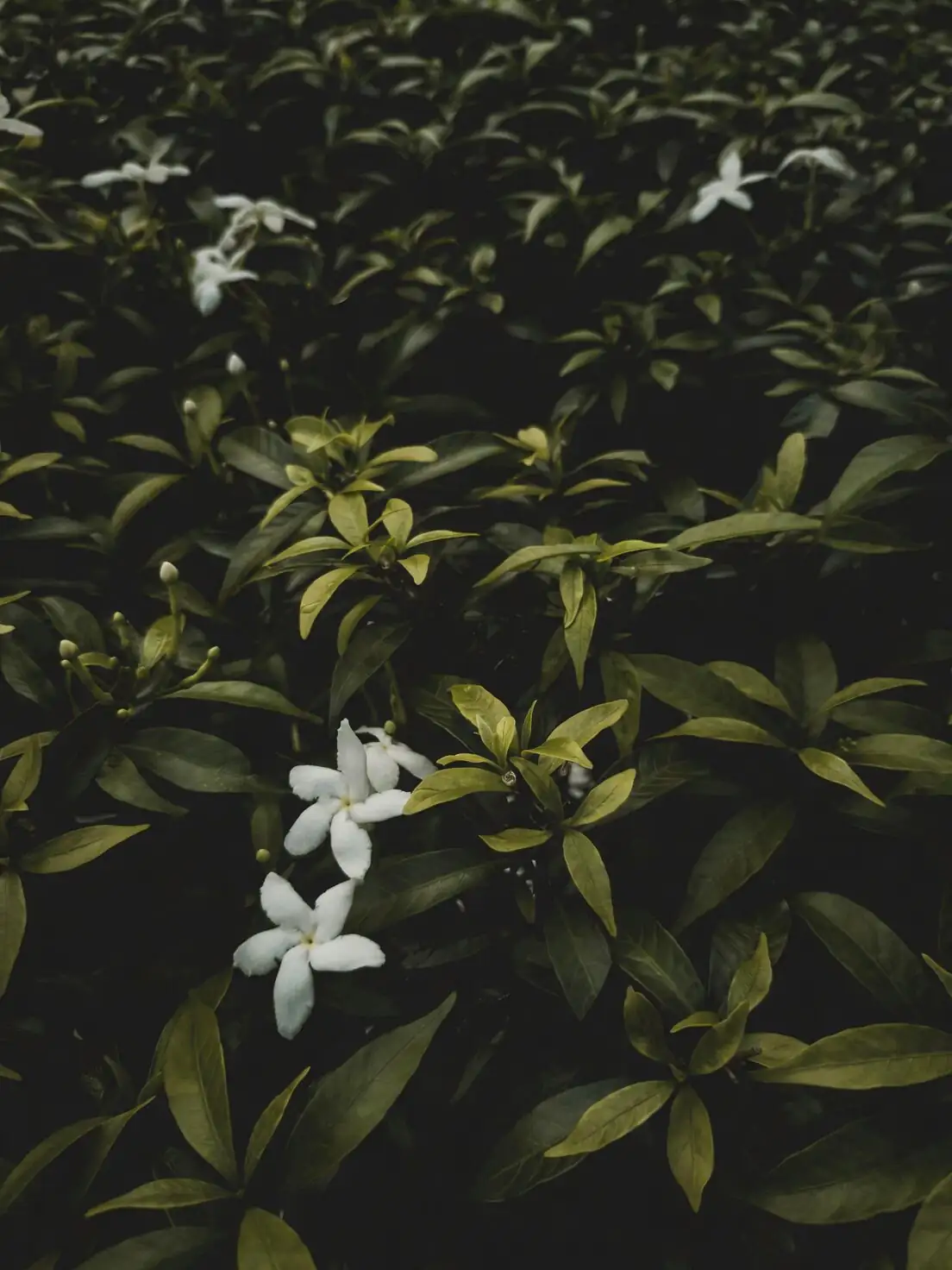 variegated asiatic jasmine with nandina liriope