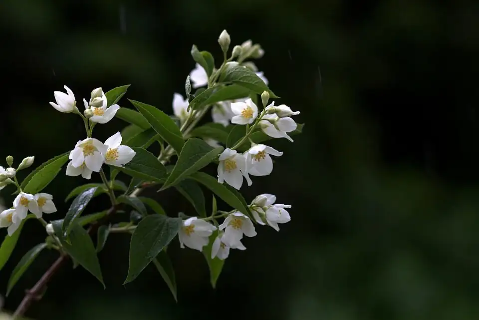variegated asiatic jasmine watering soil check