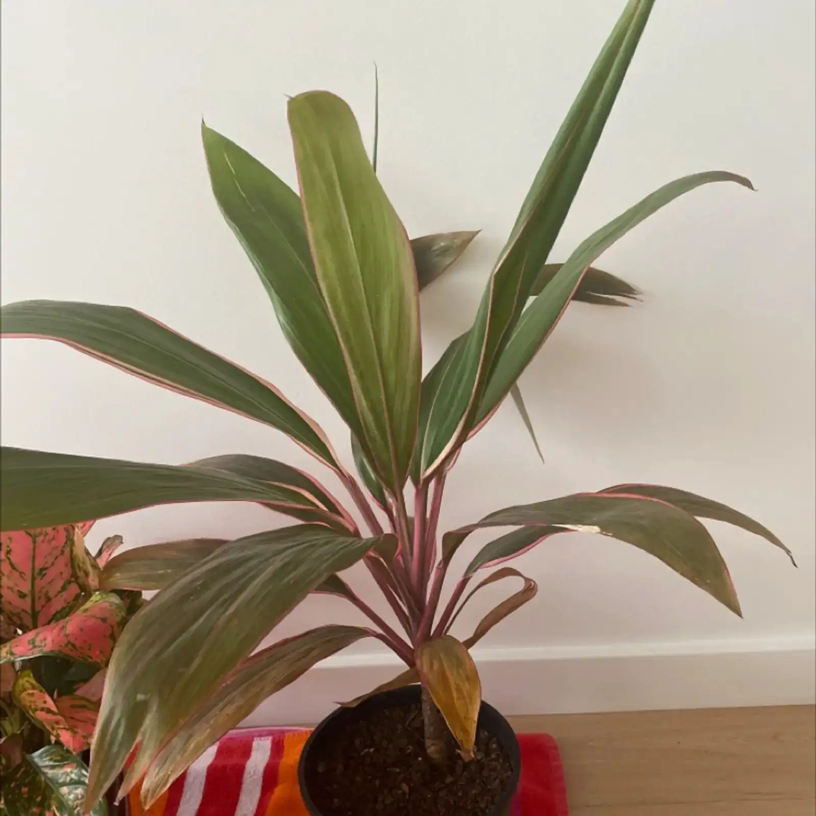 cordyline fruticosa repotting roots perlite