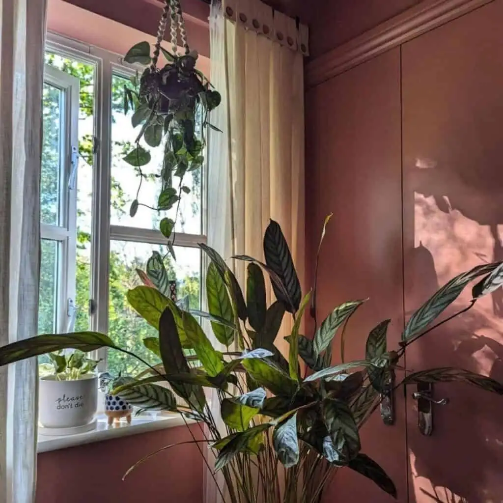 ti plant east window sheer curtain
