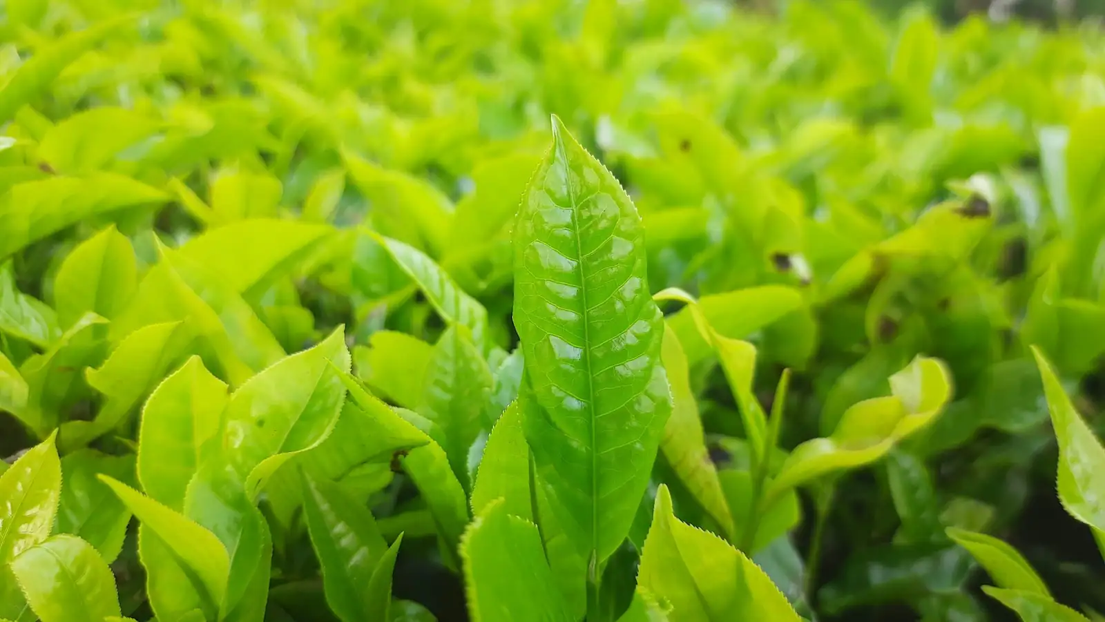 ti plant leaf spot close-up