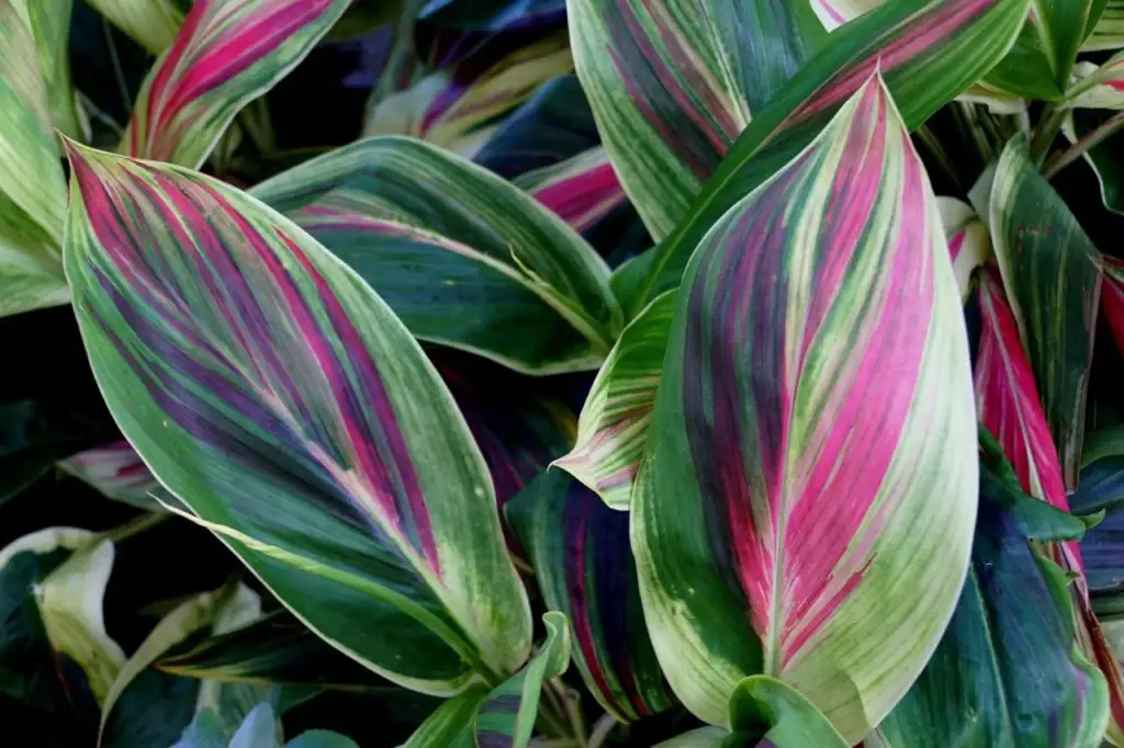cordyline fruticosa colorful leaves