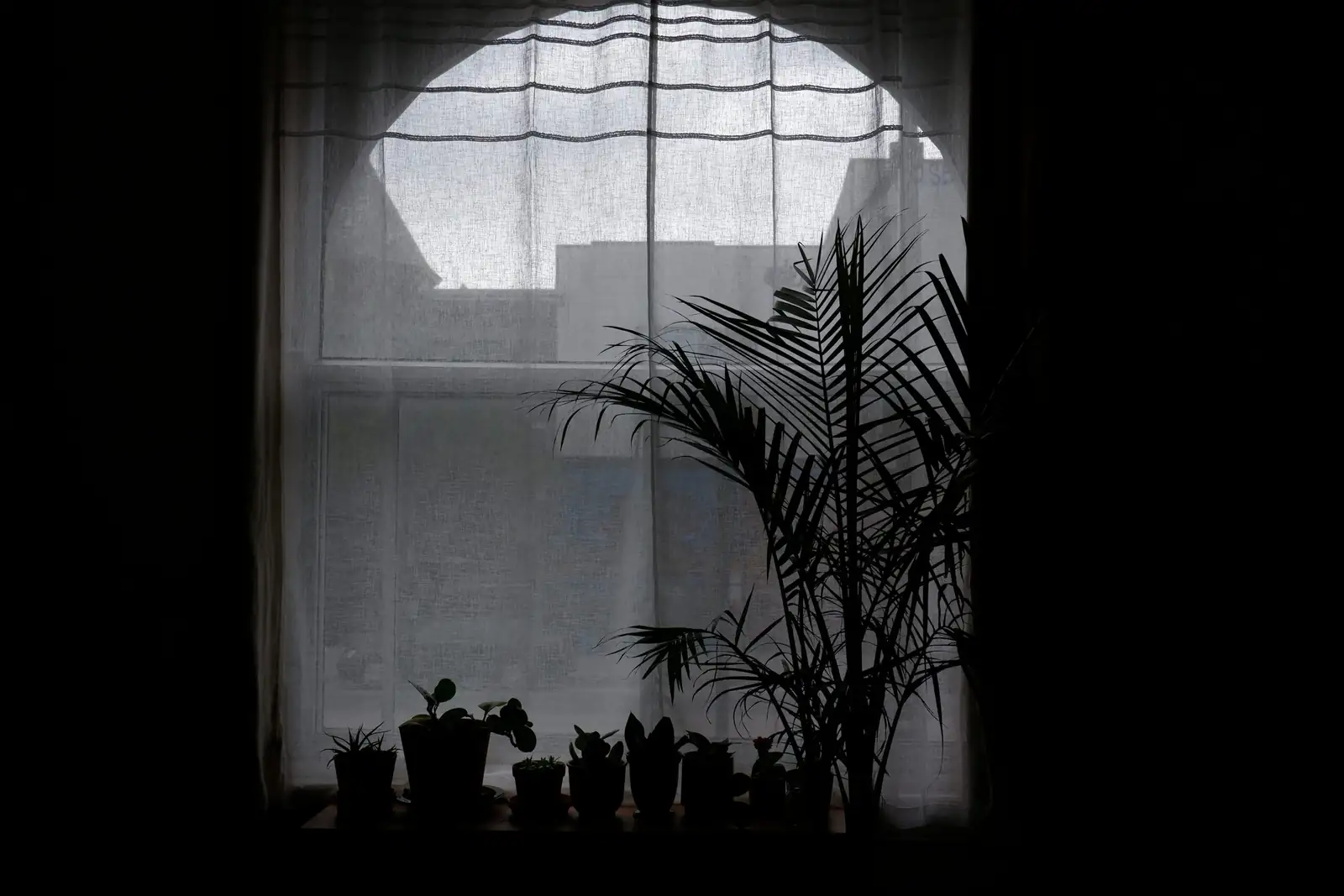 ti plant indoor window light