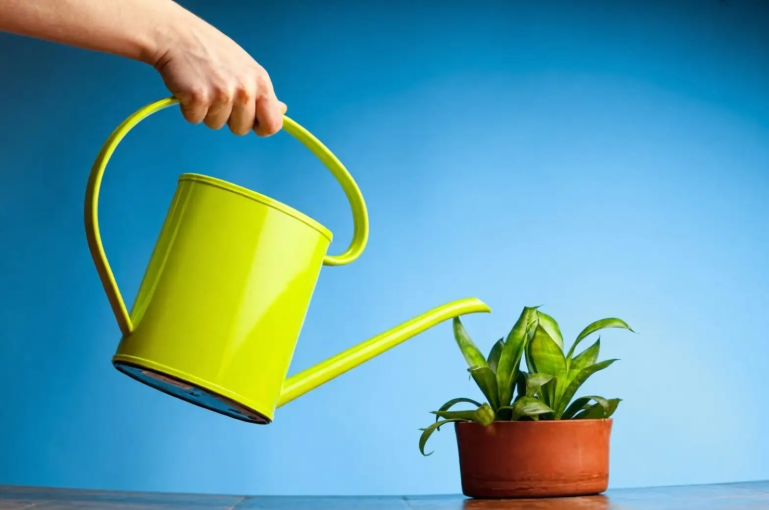 ti plant watering hands