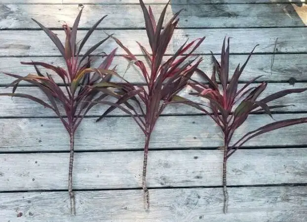 ti plant stem cuttings propagation