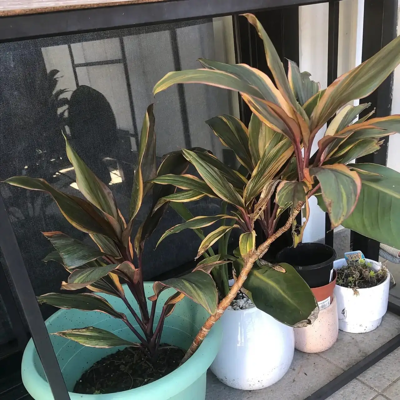 Ti Plant Myth-Busters: 10 Quirks from Color Fading to Cold Snaps