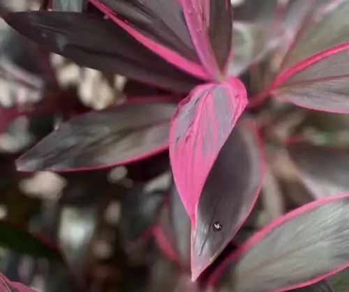 ti plant pink variegated leaves close-up