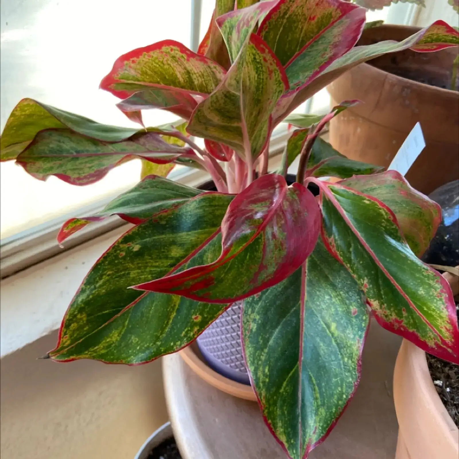ti plant watering indoor pot