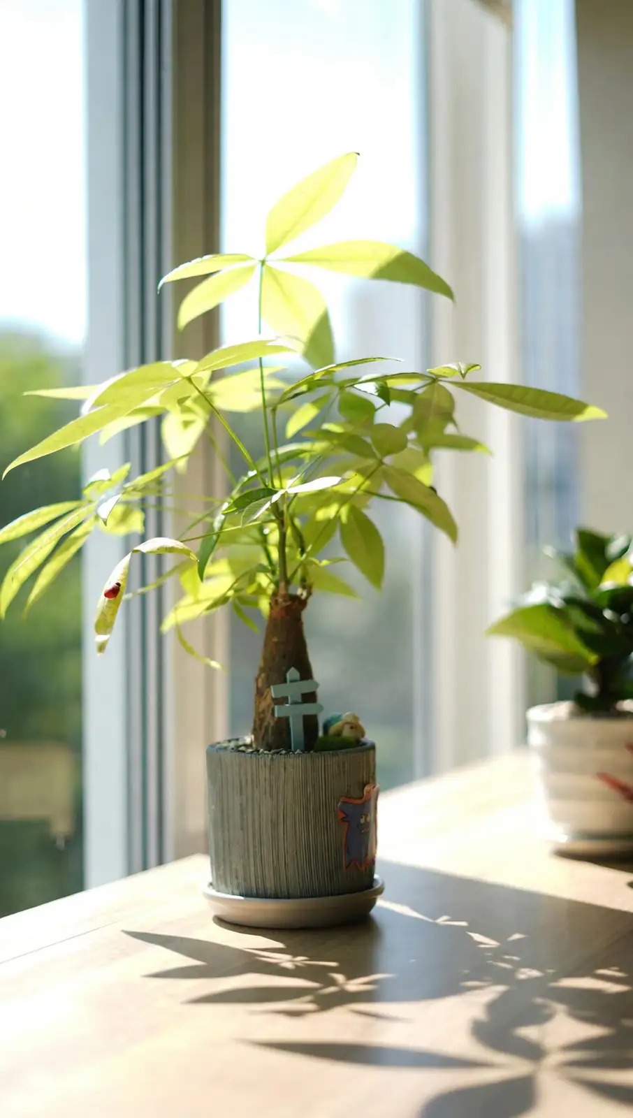 Auspicious Leaves, Ancient Guardians: The Flower Language (花语) of Ti and Its Pacific Roots