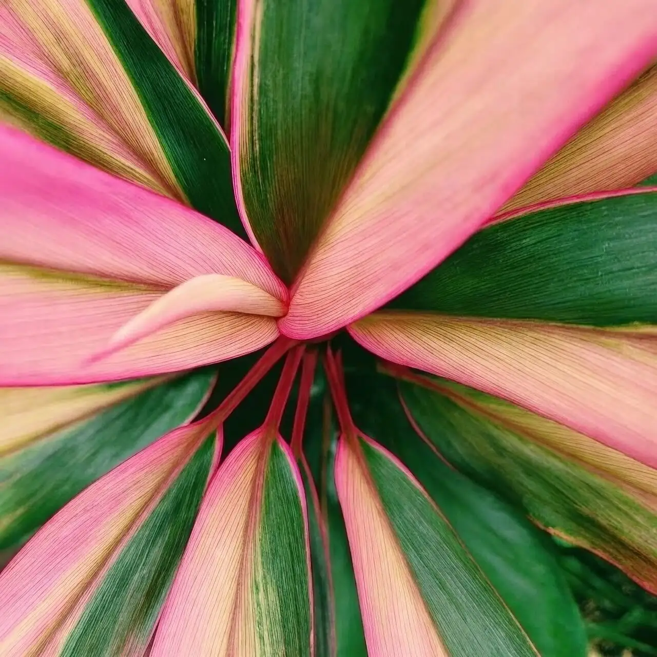 ti plant colorful foliage close-up