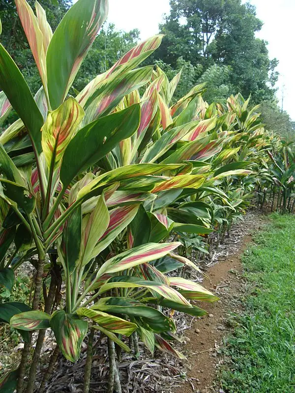 ti plant around Hawaiian temple