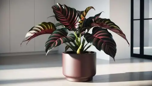 Instant Island Vibes: Style Burgundy and Pink Ti in Small, Bright Spaces