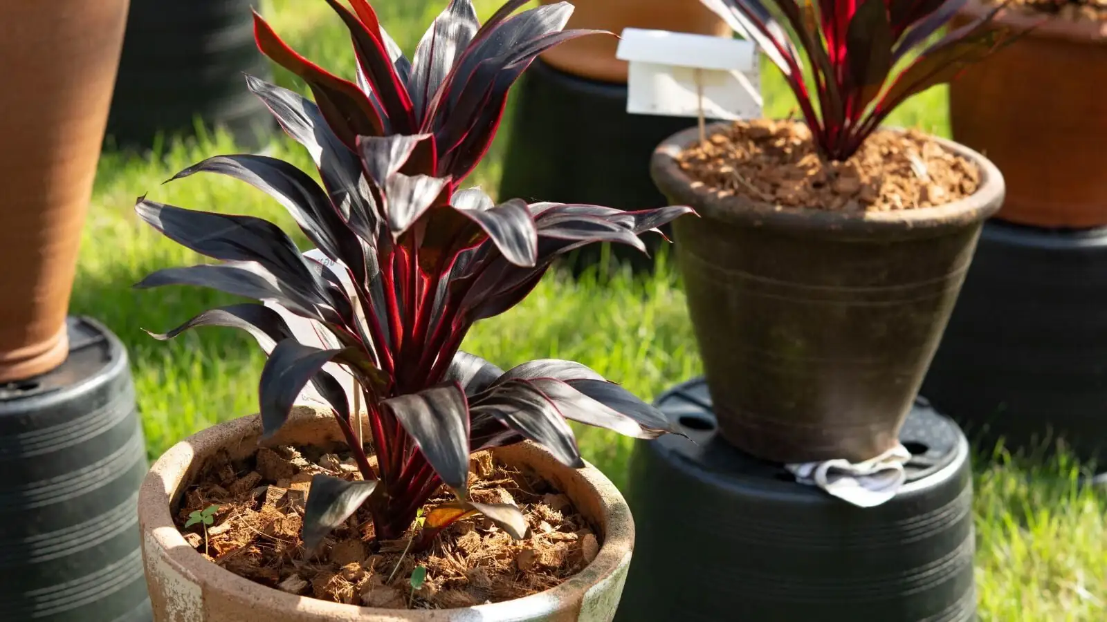 cordyline fruticosa varieties indoor pots