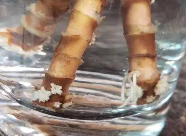 ti plant cuttings rooting in water