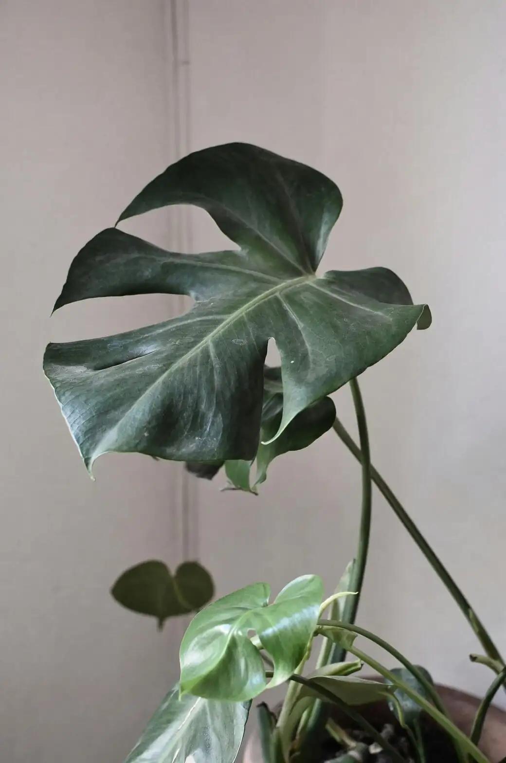 Snip, Layer, Seed: A Propagation Masterclass for Hawaiian Ti