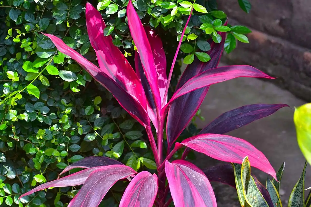 Hawaiian ti plant leaves close-up