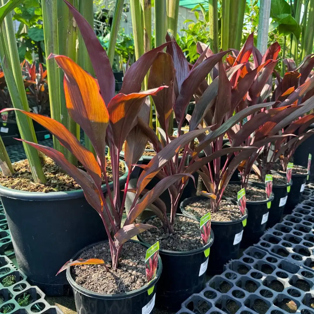 Cordyline fruticosa seedlings tray indoor