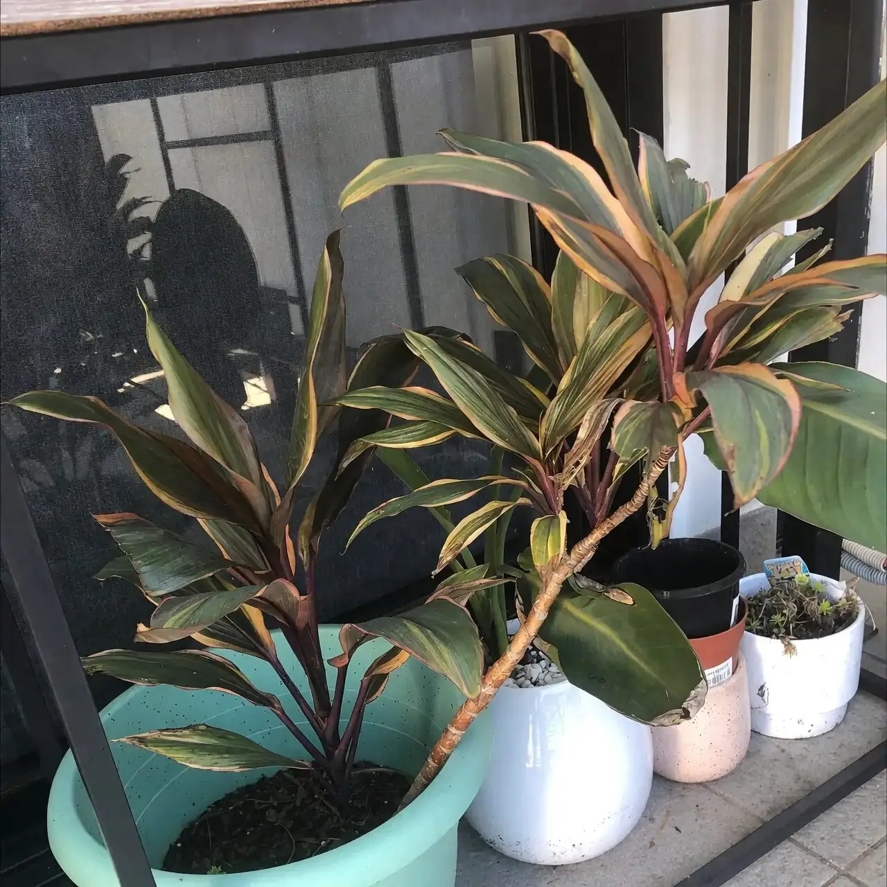 Your Ti Calendar: From Spring Repotting to Winter Slowdown