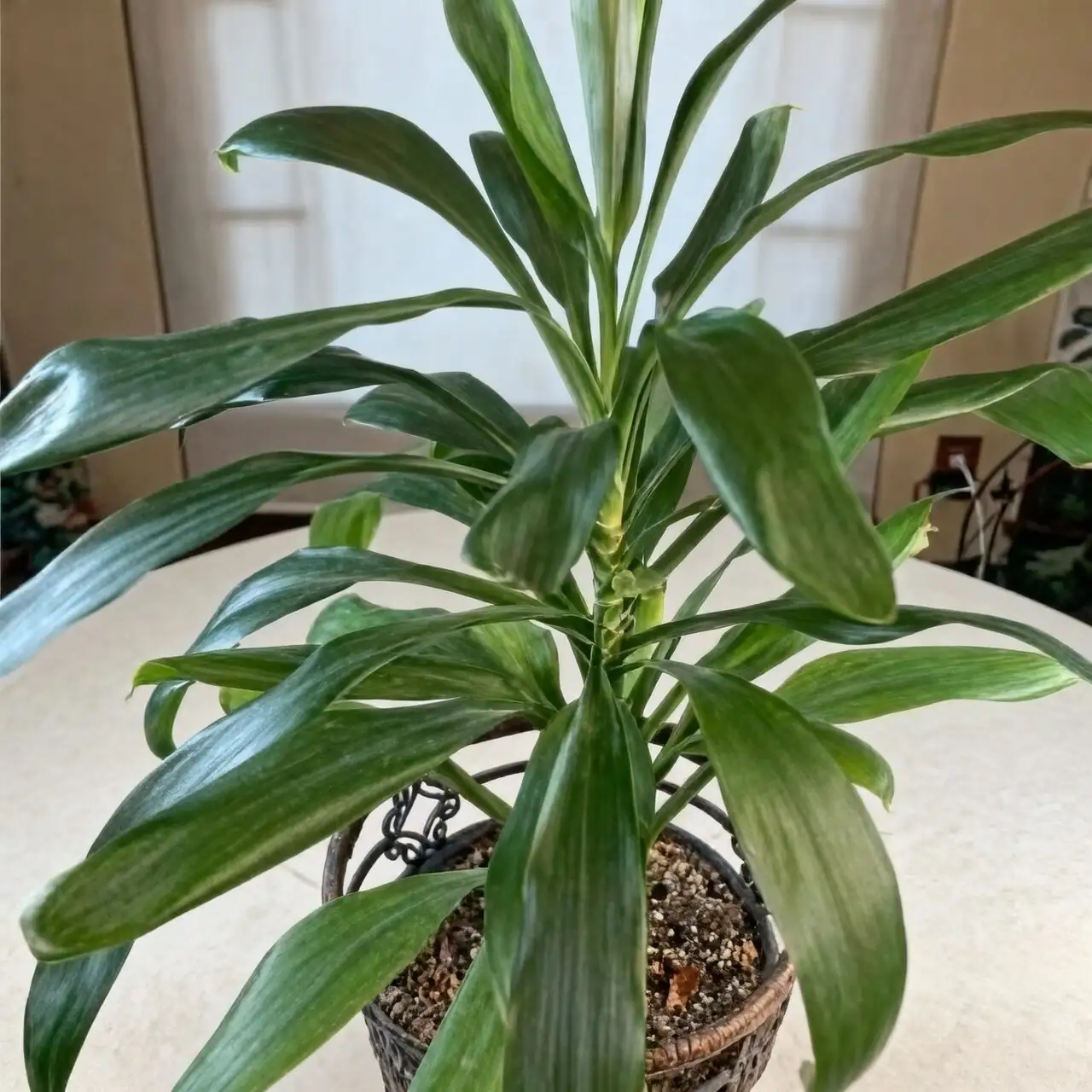 ti plant spring repotting hands
