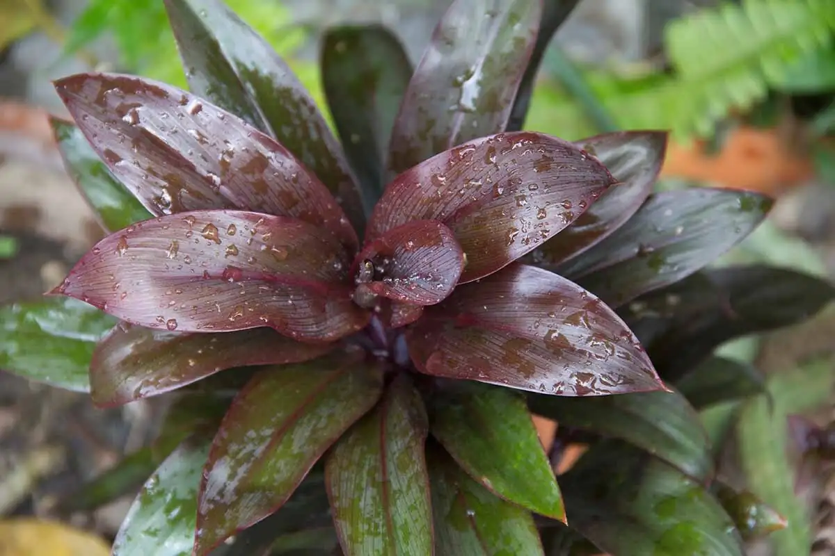 ti plant with bromeliads border