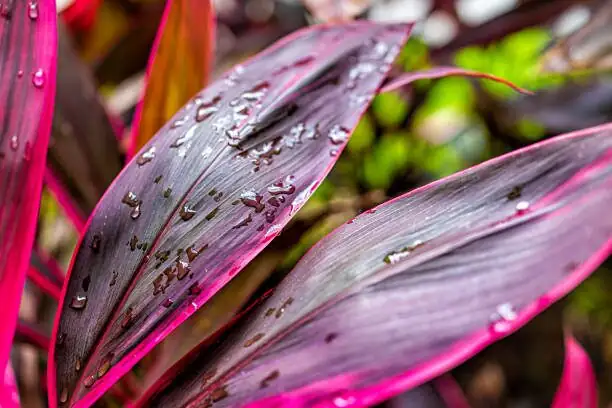 Bring Back the Pink: Lighting, Feeding, and Repotting Tricks to Restore Ti Variegation
