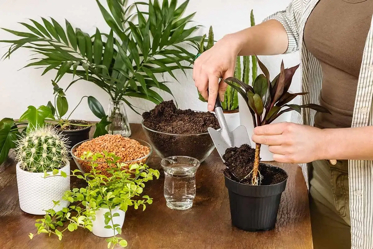 ti plant repotting roots