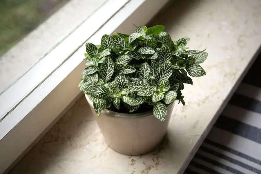 ti plant east window light