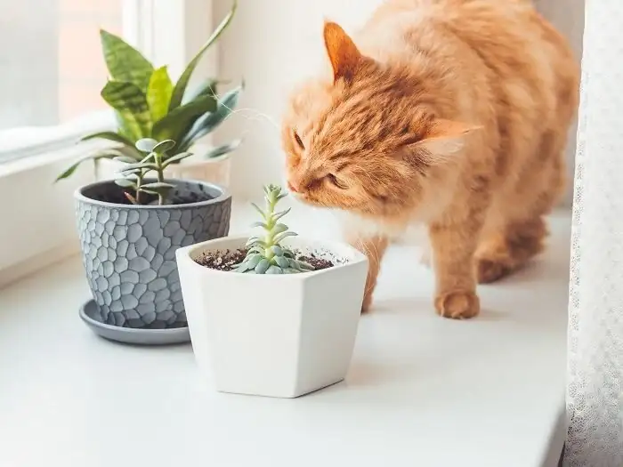 ti plant cat sniffing leaves