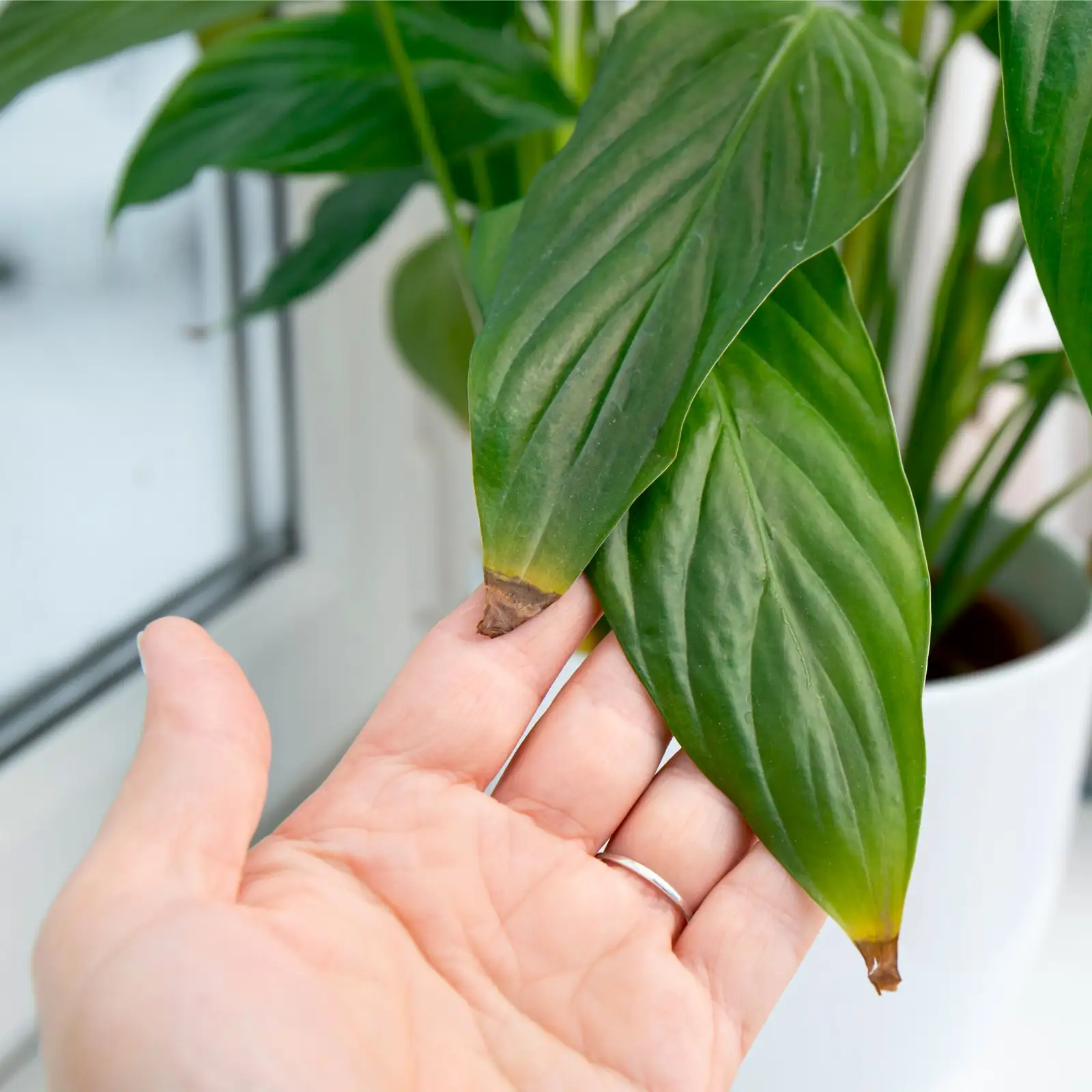 hand removing ti plant leaf dog