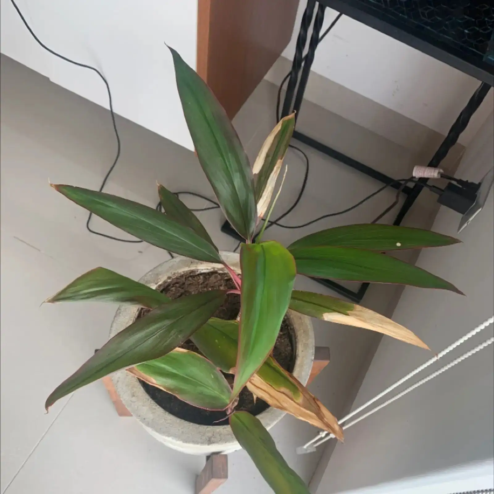 cordyline fruticosa brown leaf spots